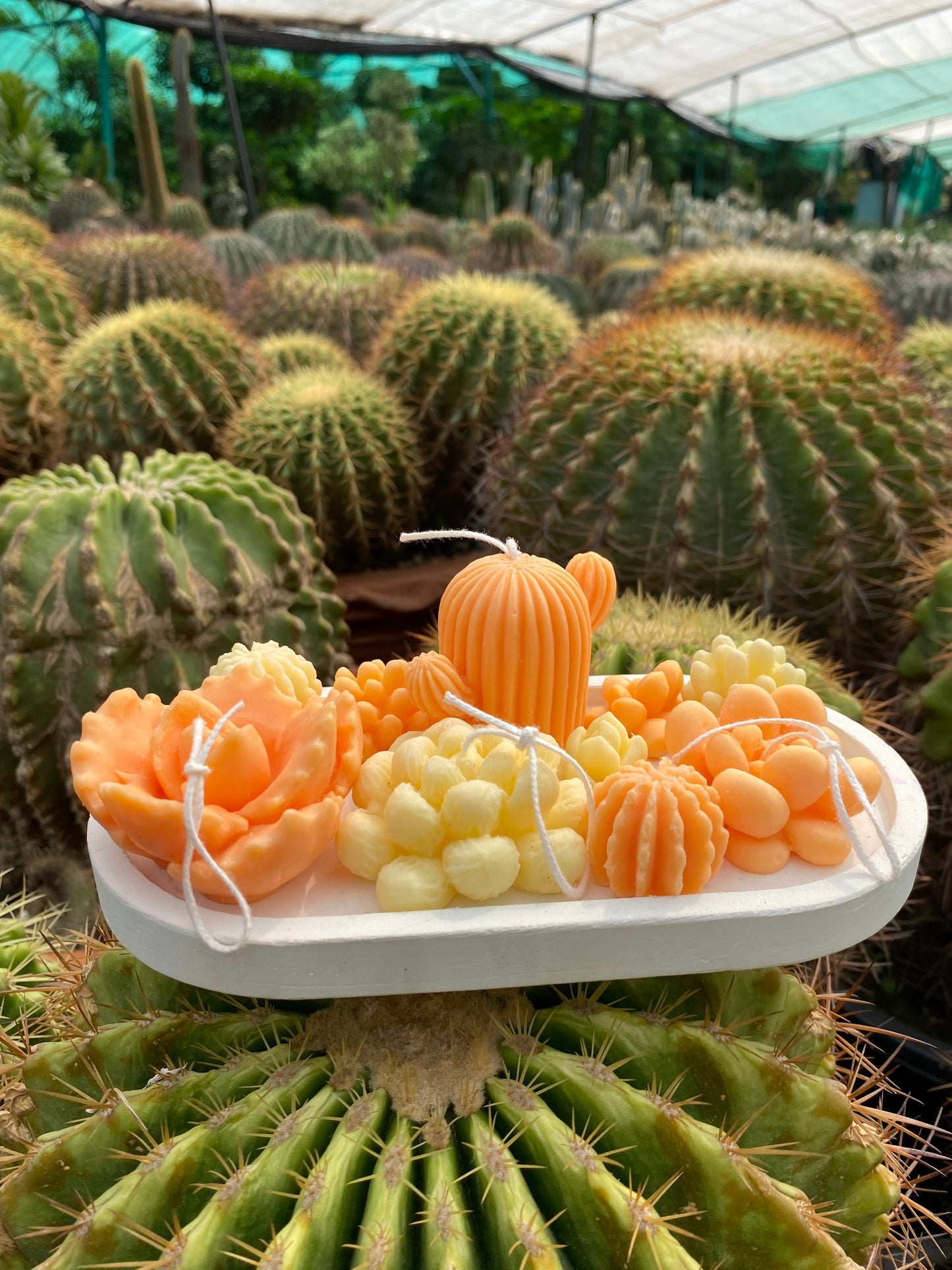 Cacti Field