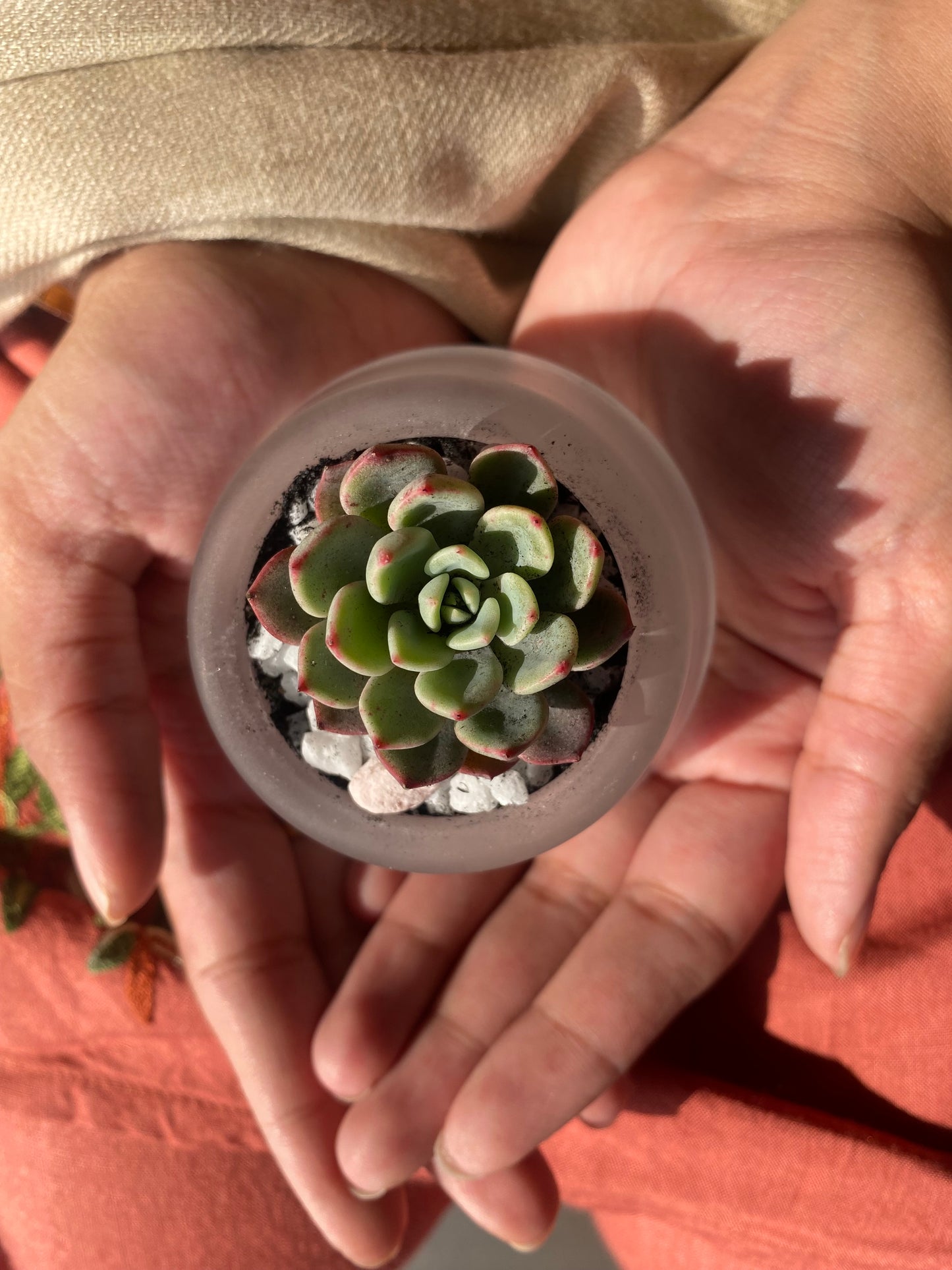 Terarrium pots