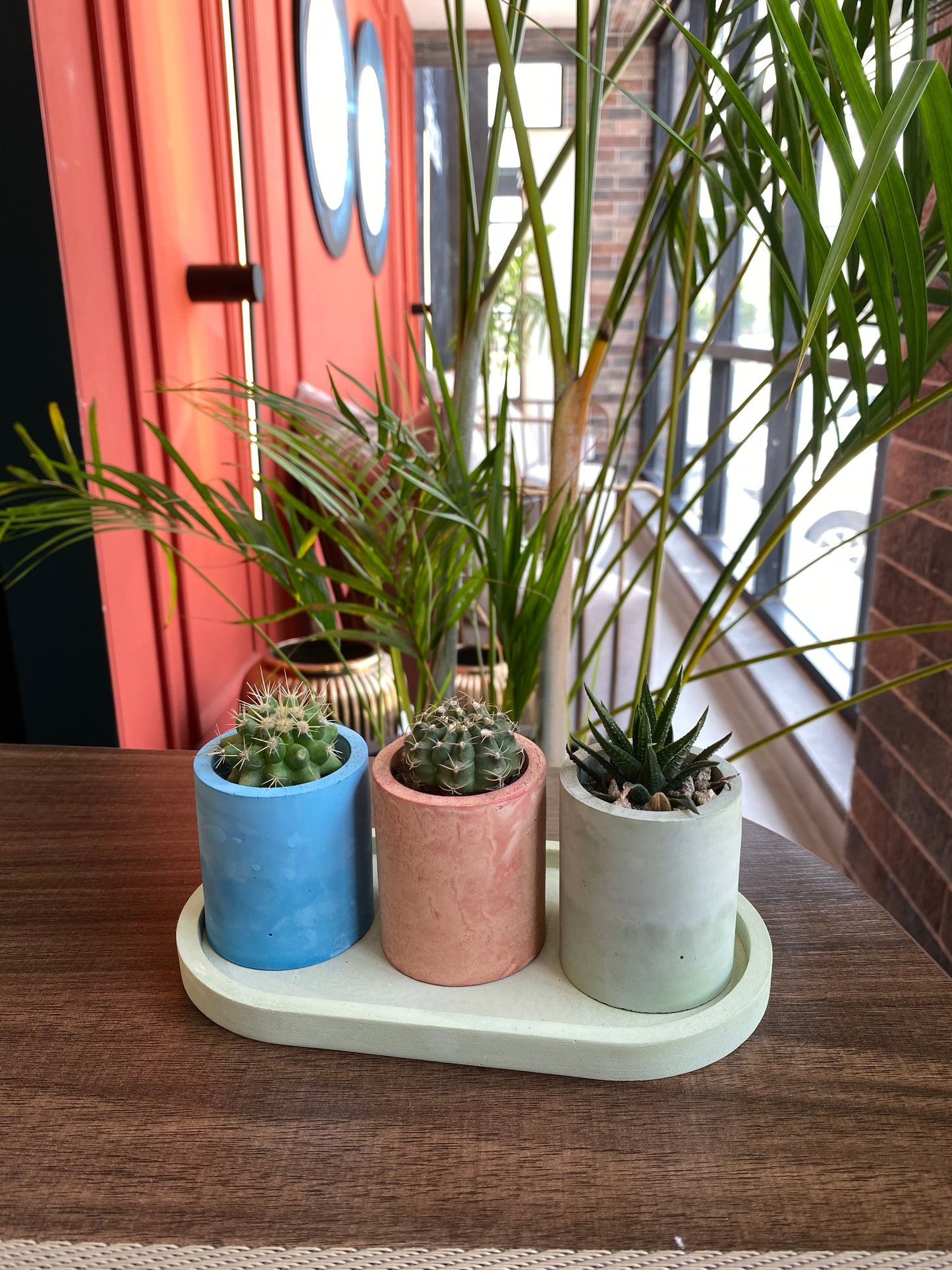 Cactus Planter set